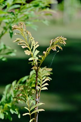 Pterocarya stenoptera 'Fern Leaf' - paořech úzkokřídlý - letní listy